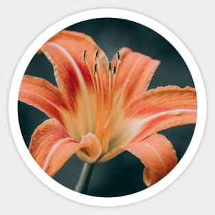 Orange Daylily Photograph Circle Sticker